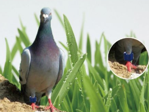 RFID动物脚环标签